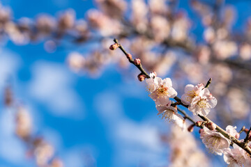 早春の梅の枝　薄ピンクの梅の花
