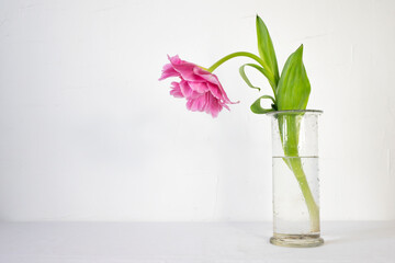 A beautiful pink flower in a glass vase against a white wall.