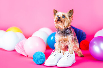 Yorkshire Terrier in shoe. Cute dog wearing clothes and shoes. Adorable puppy. Dog shoes