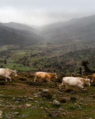 Fototapeta premium cows in the mountains