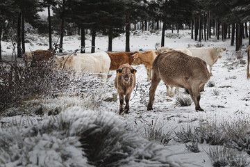 cows in the snow