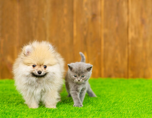 A small fluffy puppy of the German Spitz breed sits next to a fluffy kitten of the British breed on the green grass of the lawn near the house on the background of a wooden fence