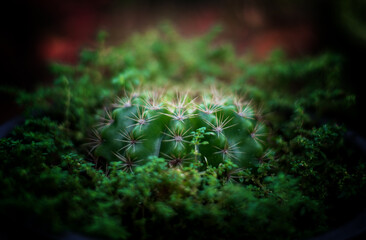 green moss on the stone