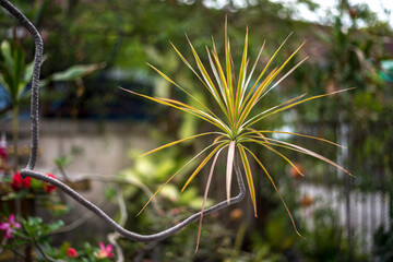 flower in the garden