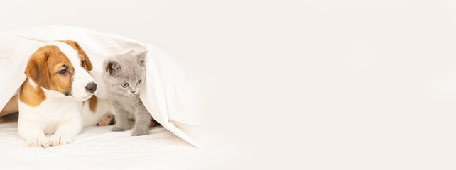 The puppy and the kitten lie under the blanket at home on the bed. Stretched horizontal panoramic...
