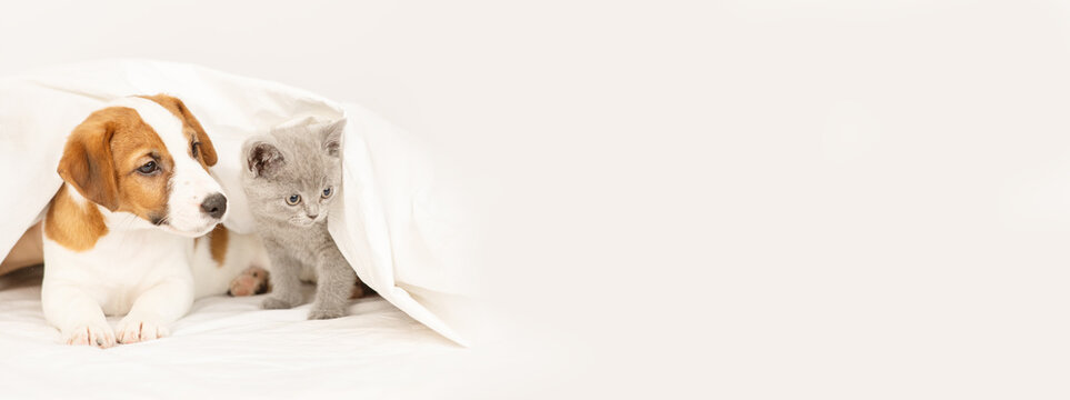 The puppy and the kitten lie under the blanket at home on the bed. Stretched horizontal panoramic image for banner