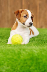 Jack russell terrier puppy lies in an embrace with a yellow ball on the grass on the lawn of the local area against the background of a flowering hedge