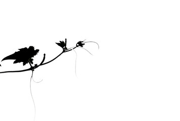 a beautiful silhouette of branch of tree isolated on white background