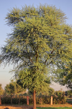 A big acacia tree or babul tree stands in the field