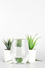 plants in pots distorted through water in glass on white background. Home decor, eco friendly, relax, gardening concept. copy space