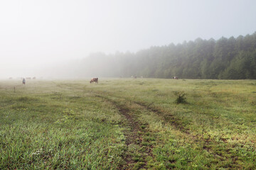 Pasture for cows in the morning fog.