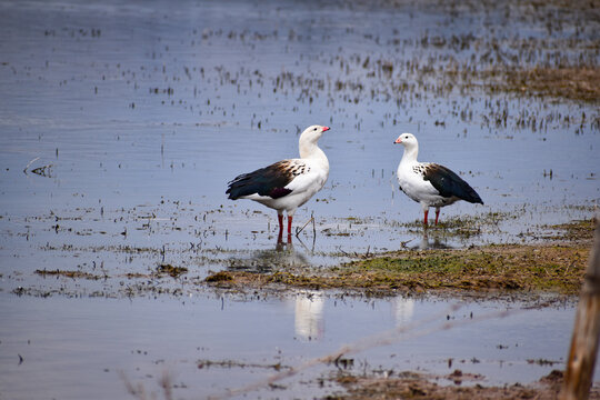 two storks, Huallatas at Huacarpay lagoon in Cuzco, Perú 