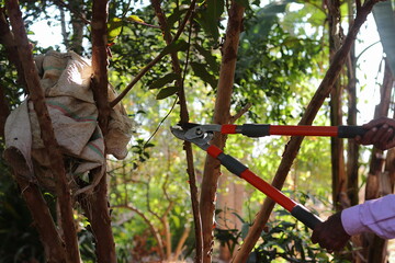 An Indian elderly farmer cuts the guava's undesirable twigs in the garden with the help of the arch