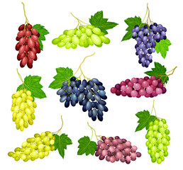 Clusters of Grape with Crimson, Dark Blue and Green Berries Vector Set