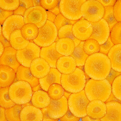 Fresh carrot  background