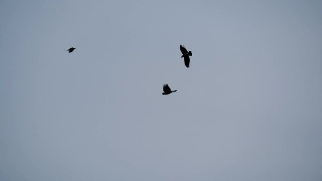 Pair of ravens attacking eagle in the sky, flapping, wings spread, dynamic, exciting, slightly. wing motion. birds flying in the sky