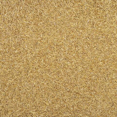 Cumin seeds texture, full frame background. Second most popular spice in the world after black pepper.