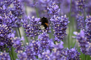 a honey bee and purple lavender
