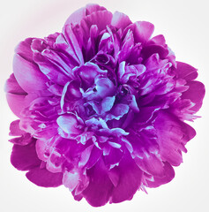 Purple peony flower on a white isolated background with clipping path.  For design.  Closeup.  Nature.