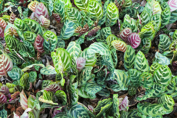 Obraz premium Peacock plant or calathea makoyana colorful nature background in garden top view