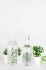 plants in pots distorted through water in bottle on white background. Home decor, eco friendly, relax, gardening concept. copy space