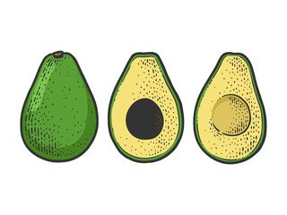 Avocado berry vegetable sketch raster illustration