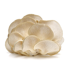 oyster mushrooms isolated on white background