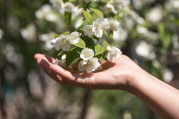Sprig of jasmine flowers in female hand . Close-up.
