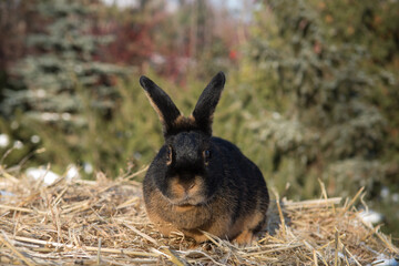 black-and-fire rabbit on the hay

