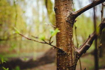 trunk of a young tree after the rain. In the spring, young shoots grow