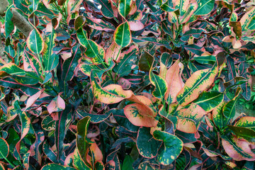 Variegated Foliage of Garden Croton (Codiaeum variegatum) © Yz-Wu