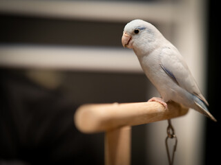 Selective of bird parrot parakeet forpus american white color stand on toy branch