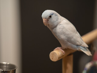Selective of bird parrot parakeet forpus american white color stand on toy branch