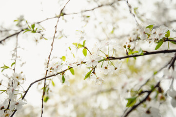 Fototapeta premium flowering tree. Cherry blossom in drops after rain