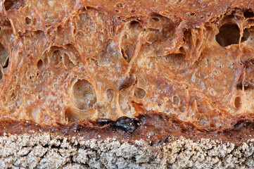 Hearth whole grain bread baguette