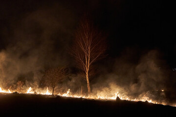 burning grass near the tree,dry grass with tree and bushes burns at night