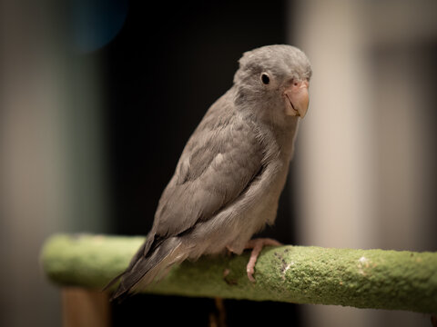 Selective focus of baby bird parrot parakeet forpus mauve color on toy branch