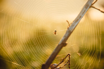 Impressive sunrise on the river with a spider web on which the spider sits. Close-up. Beautiful background of nature, for design. Spider web in a meadow on a foggy morning.