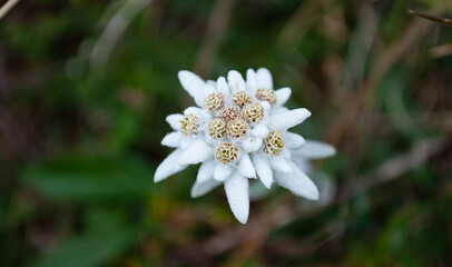 white high mountain edelweiss