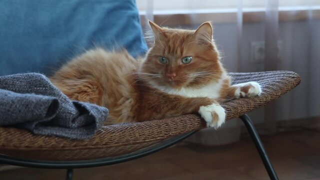 Beautiful ginger cat jupm of a comfortable chair in the room. Cozy morning at home.