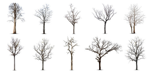 Collection of dead tree,dry tree, isolated on white background.