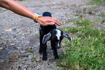 Female hand caring a black goat kid. Kindness to farm animals concept photo. Woman care on little goat. Cute goat kid closeup portrait. Outdoor free range cattle on farm. Summer farm scene