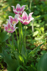 beautiful and colorful tulip at the garden during a spring