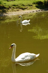Two white swans on a pond, a park grass. Close up side view. Vertical photo