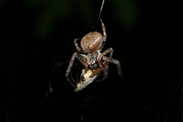 A spider sits on a web and releases poison in his zombie, isolated on a black background, a macro....