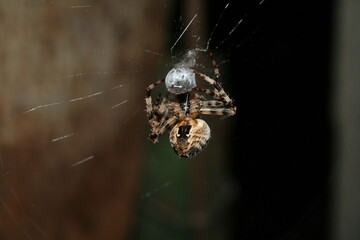 The spider sits on a web and produces a poison in his zombie macro. Close up Spider Family Orb-web (Araneidae) and. Araneus diadematus