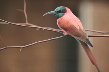 Red birds on the roost
