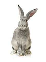rabbit isolated on white