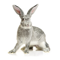 rabbit isolated on white