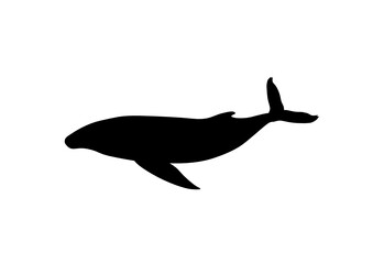 Silhouette balena - obrazy, fototapety, plakaty